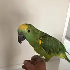 بغباء امازوني