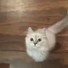 قط هملايا لتبني