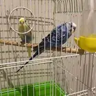 للبيع جوزين طيور حب و انثه روز