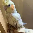 جوز كروان اليف