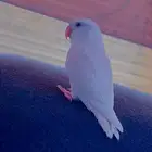 روز البينو هدد اليف((تم البيع))