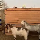 معزاء فواتح للبيع المزاحمية