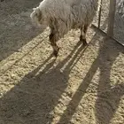 نعيمه حيل