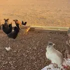 دجاج كله العدد 9