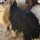 نجدي جذع