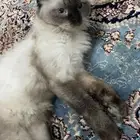قطه هملايا