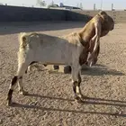 تيس هولندي منتج