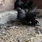 حمام رقاص امريكي
