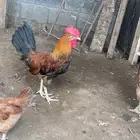 دجاج بلدي محصن