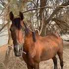 حصان شعبي العمر 3 سنوات