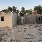 افراس للبيع