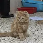 قطط شيرازي
