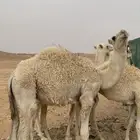 حوار قصب