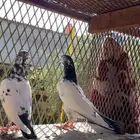 اجوز باكستاني