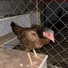 دجاج باكستاني