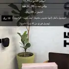 محاصيل قهوه مختصة
