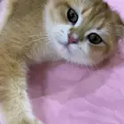 ذكر سكوتش دبل فولد من أهالي مسجلة بيور