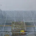 طيز روز للبيع