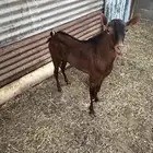 تيس جنوبي