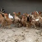 دجاج بلدي عمر من ثلاثه إلى اربعه اشهر