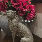 جميلاتي
