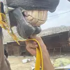 فرس شعبيه