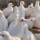 قماري هولندي