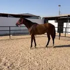 فرس شعبيه