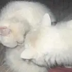 بستين للتبني