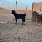 عنز ثنيه