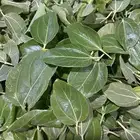 سدر بدون اضافات