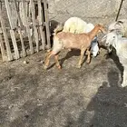 عناق سمين
