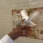 طيور روزات اليف