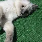 ذكر هملايا تبني