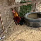 ديك احمر بلدي منتج شرط