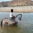 حصان كفو وسبوق له مستقبل