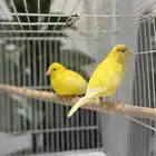 جوز كناري