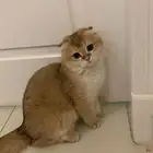 ابي ابغى قط سكوتش تبني