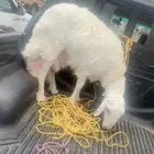 خروف للبيع