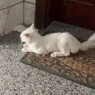 قطه للتبني