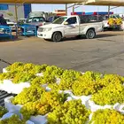 عنب اسود حبة كبير   عنب بناتي اصفر   عنب احمر