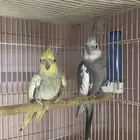 زوج كروان منتج شرط