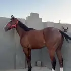 حصان مواليد2021