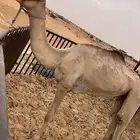 للبيع قعود مفرود