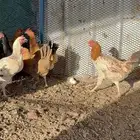 دجاج بياض