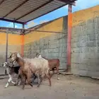 معزا متابيع فواخر