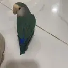 فاق طير روز الي يلقيه يرسل لي وعليه حجل