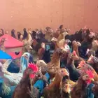 دجاج بلدي ثلاث شهور