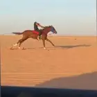 حصان للبيع