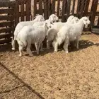 طليان طيبه اعمارها 4 شهور